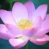 Lotus Flower