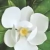 Magnolia Flower