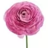 Ranunculus Flower