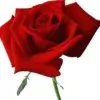 Rose Flower