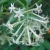 Tuberose Flower