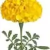 Yellow Marigold Flower
